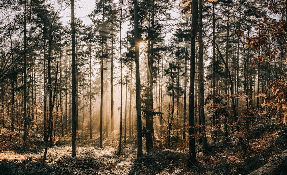 green trees during daytime