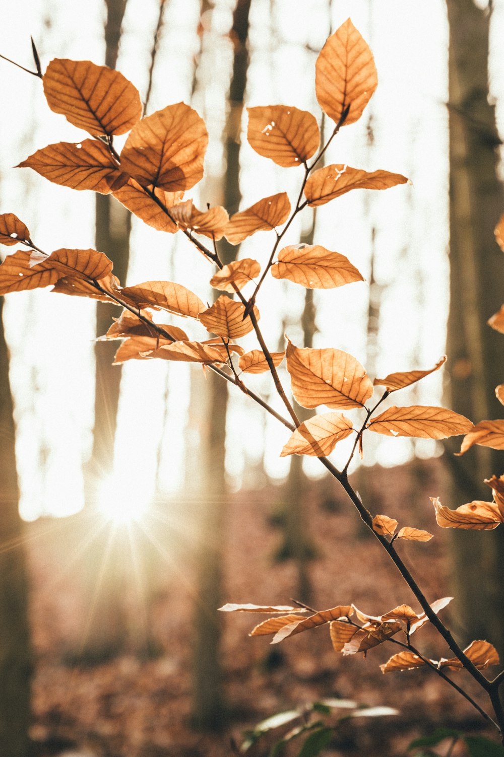 shallow focus photography of brown plants