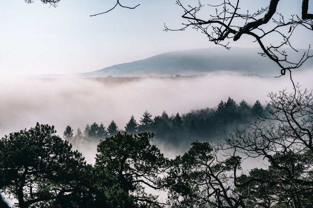 aerial photography of forest in foggy day