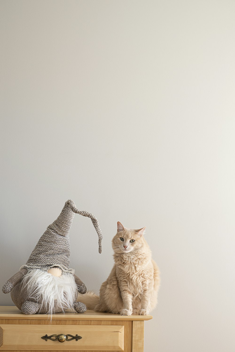 short-coated orange cat on table