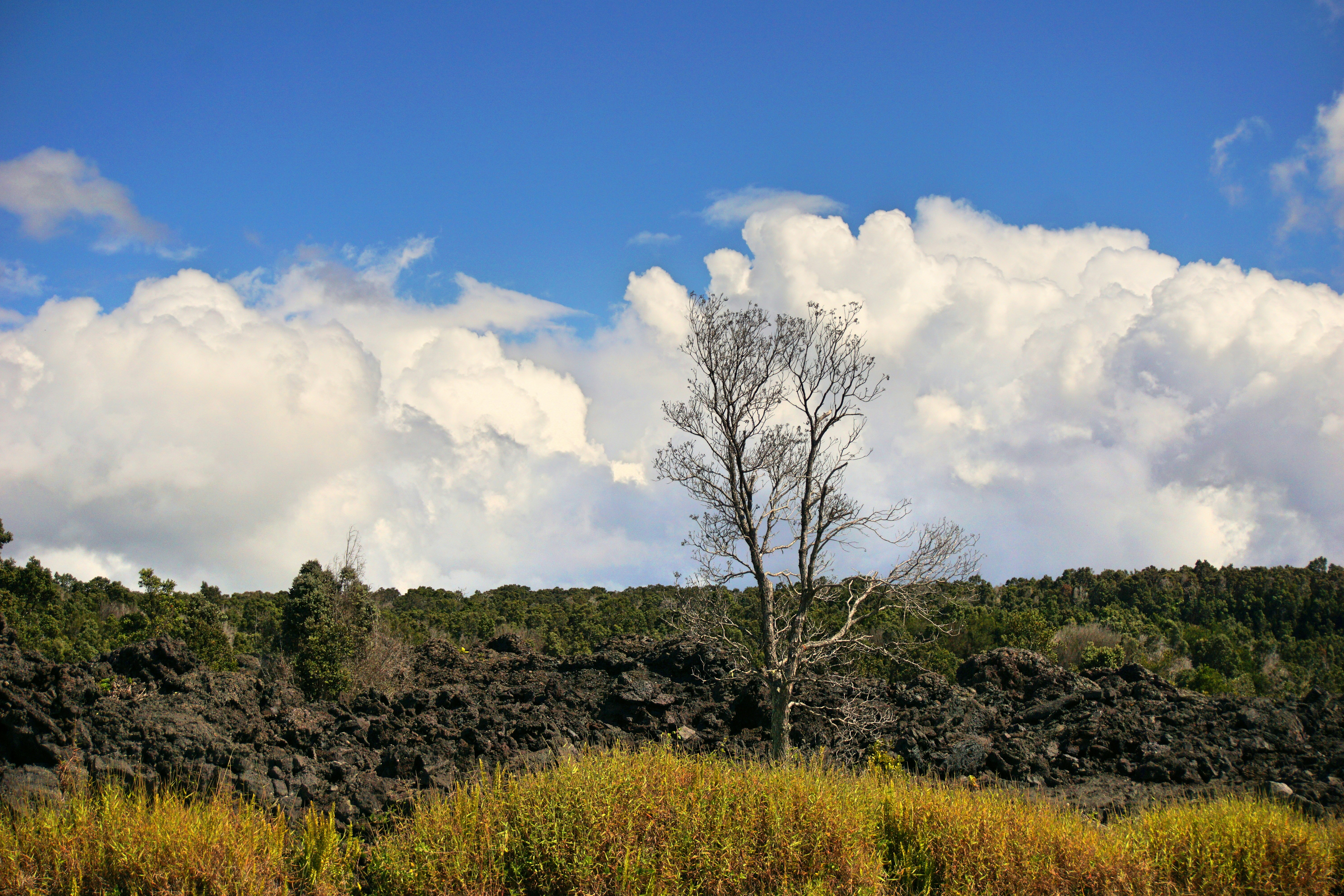 aerial photography of green field viewing lonely tree under white and blue sky, 