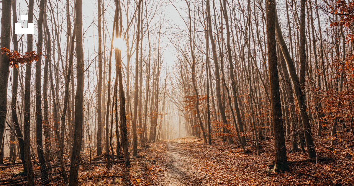 Forest Without Path Forest tree without leaf photograph photo – Free Path Image on Unsplash