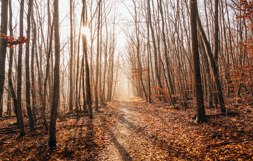 forest tree without leaf photograph