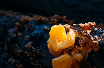A close-up of a bright yellow jelly fungus set against a dark, textured wood surface. The fungus has a translucent appearance, catching the light and creating a striking contrast with its uneven, wavy structure. Surrounding the main fungus are smaller, darker mushroom-like growths.