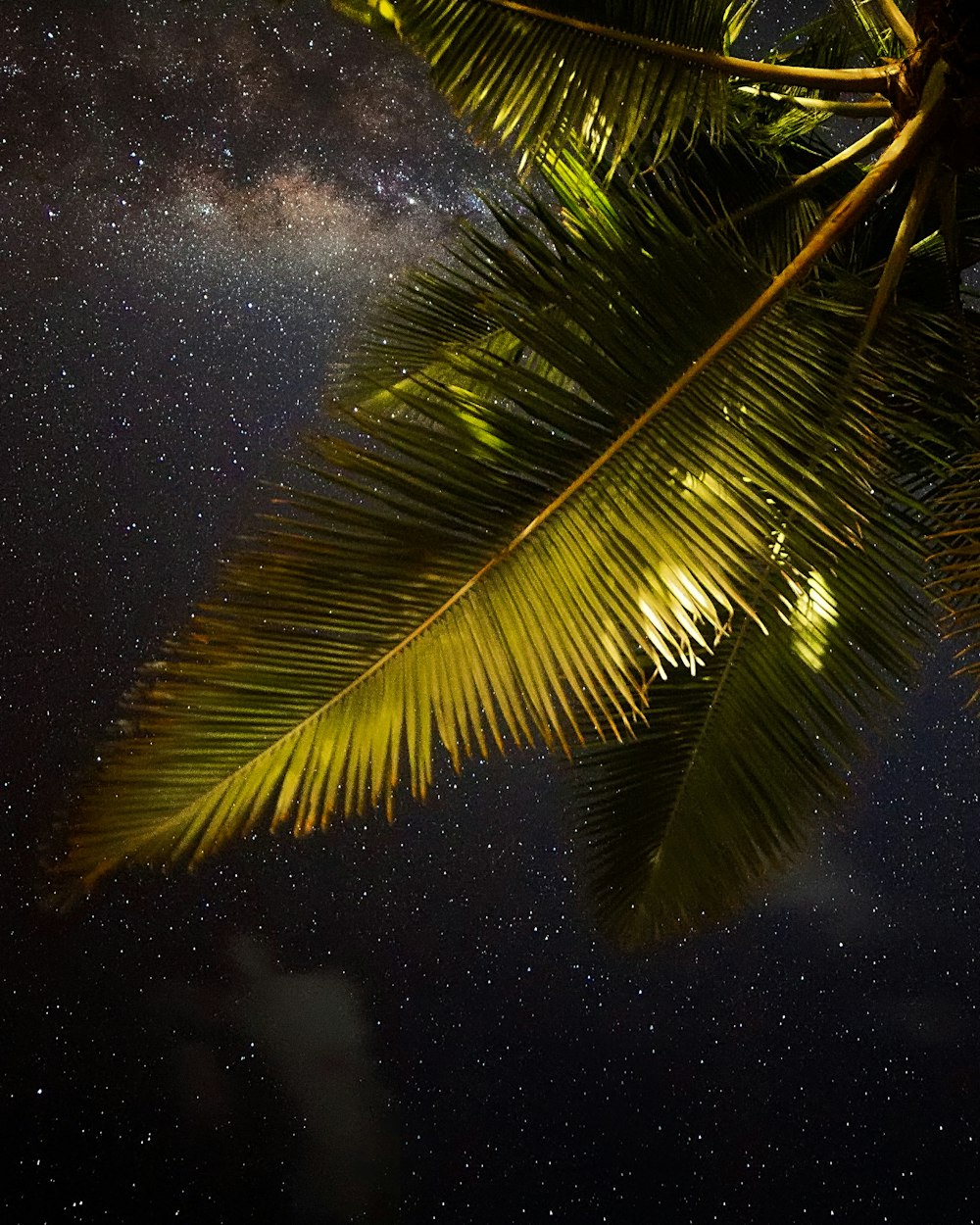 Fotografía de ángulo bajo de cocotero verde durante la noche