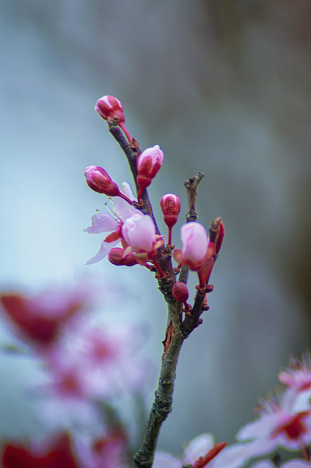 pink petaled flower