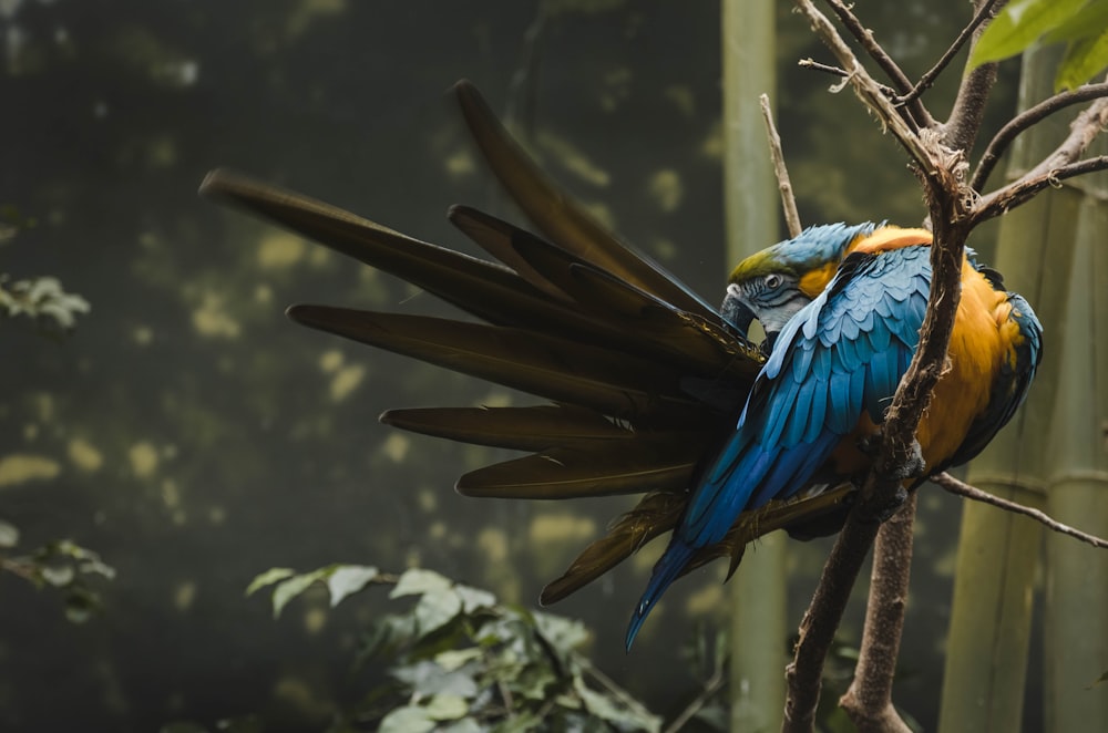 macro photography of blue and orange parrot bird on branch