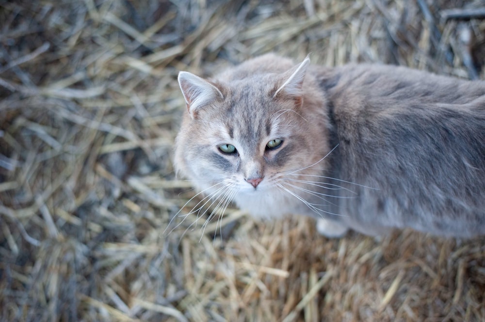 macro photography of short-fur gray cat