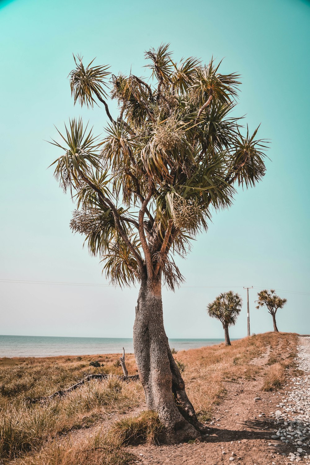 green palm plant on field viewing mountain during daytime