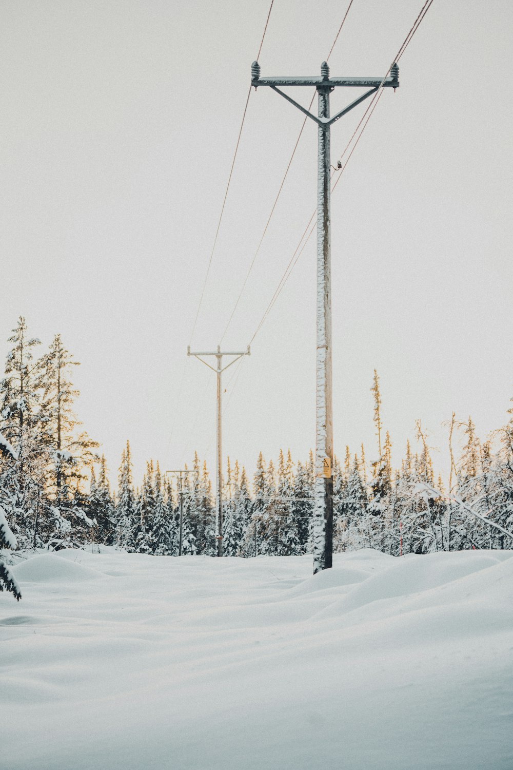 photography of snow-covered field and pine trees during daytime