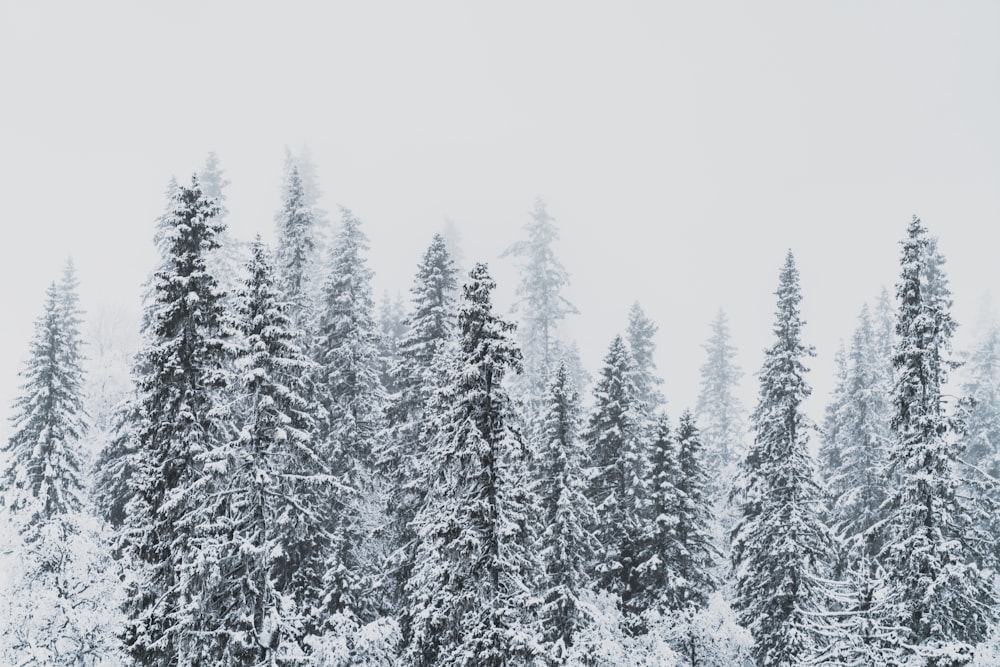 grayscale photography of pine trees covered with snow