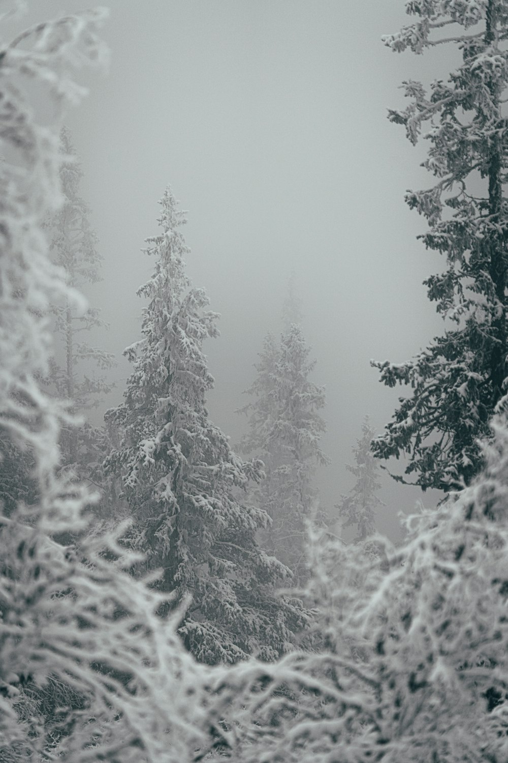 grayscale photography of pine trees covered with snow