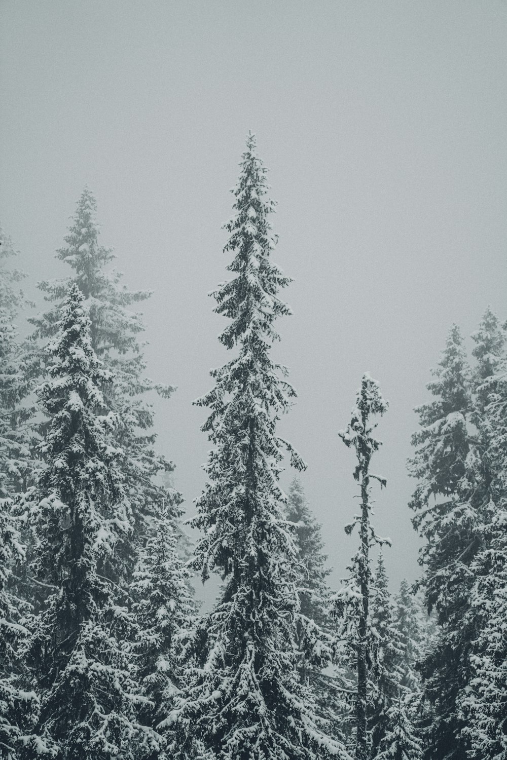 grayscale photography of pine trees covered with snow