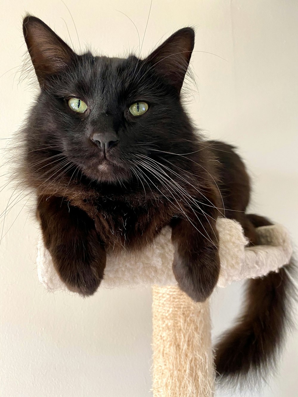 long-fur black cat on white cat tree