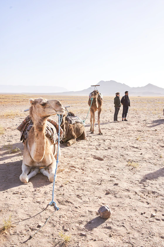 Viajeros con dromedario en el desierto de Zagora