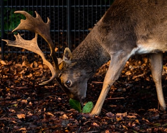 A deer with large antlers stands on a forest floor scattered with dried leaves, bending down to graze on a small, green plant. The background shows a fence, suggesting a contained environment.