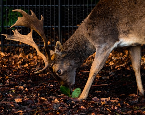 A deer with large antlers stands on a forest floor scattered with dried leaves, bending down to graze on a small, green plant. The background shows a fence, suggesting a contained environment.