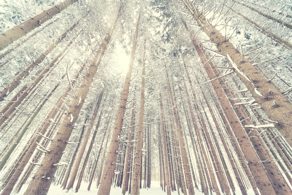 brown trees