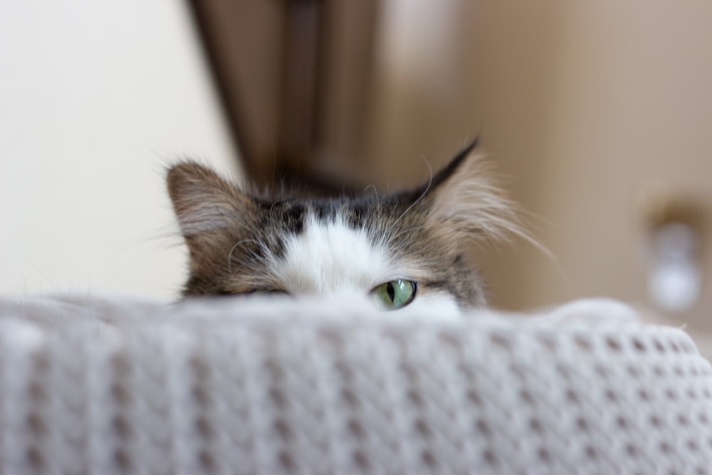 white and black bicolor cat near the grey textile