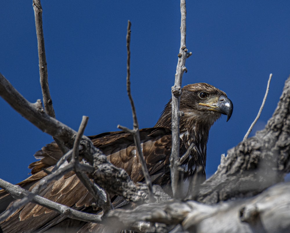 braunes Vogelfoto