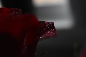 A soft-focus image of a delicate flower petal with dew drops glistening.