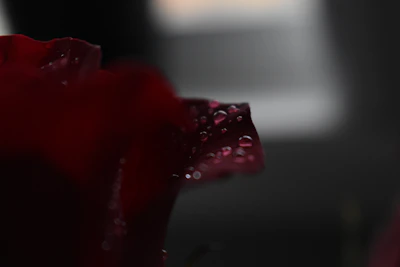A macro shot of a flower petal with dew drops, captured by a sureshot camera.