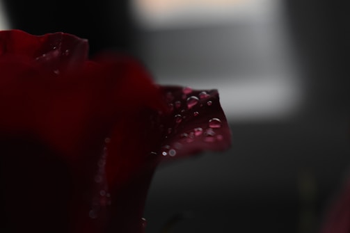 Close-up of a dew-covered flower petal in soft morning light.