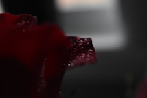 A close-up of a petal with dew droplets clinging to its surface, set against a dimly lit background. The focus is soft, emphasizing the texture and sheen of the water droplets.