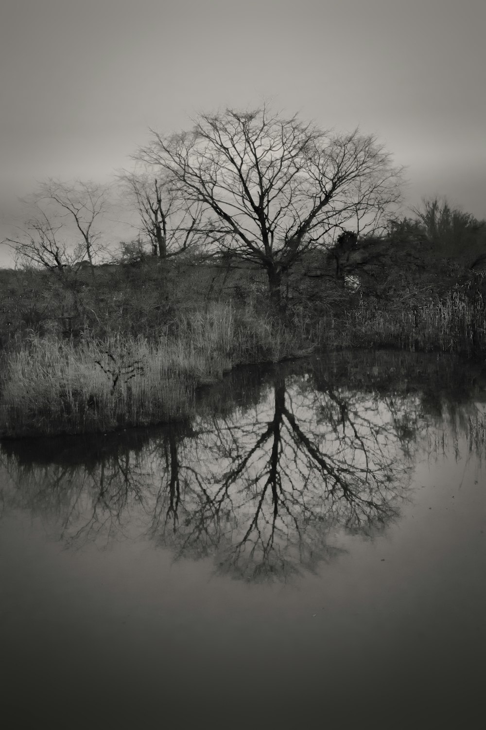 tree without leaf photograph