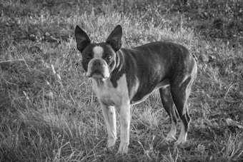 A black and white image of a dog with pointy ears standing in a grassy field, looking directly at the camera. The dog's coat is mostly dark with a white patch on the face and chest.