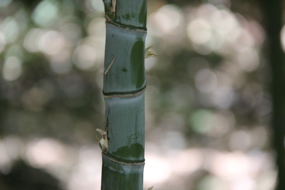 green bamboo