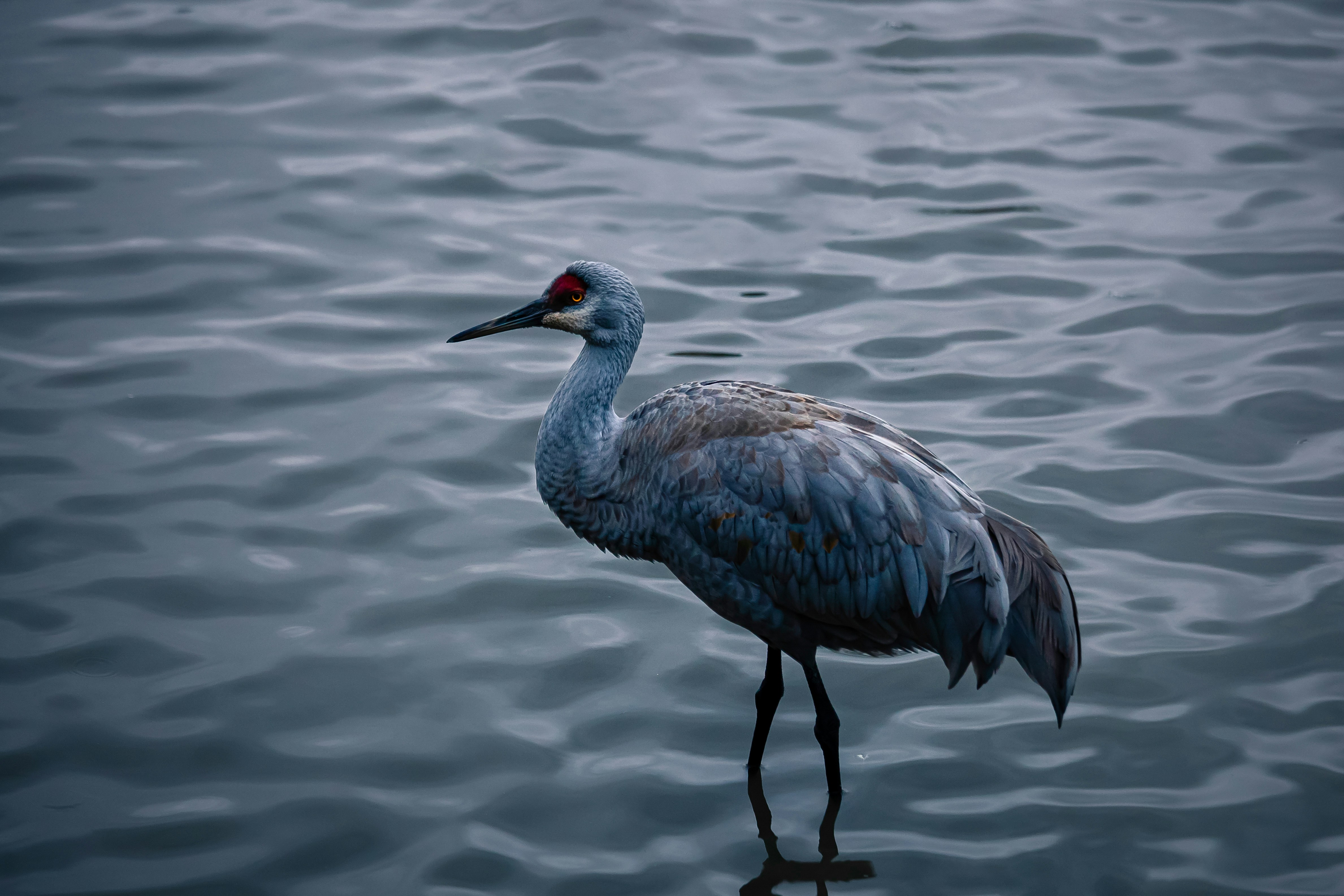 white and brown crane, A Sandhill Crane along the shore. 