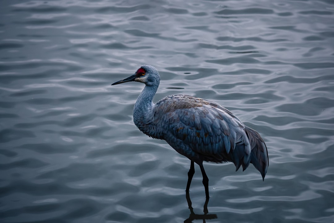 white and brown crane, A Sandhill Crane along the shore.