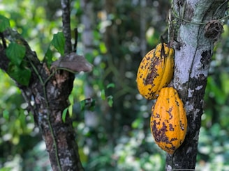 cacao beas