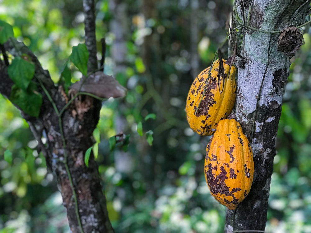 cacao beas