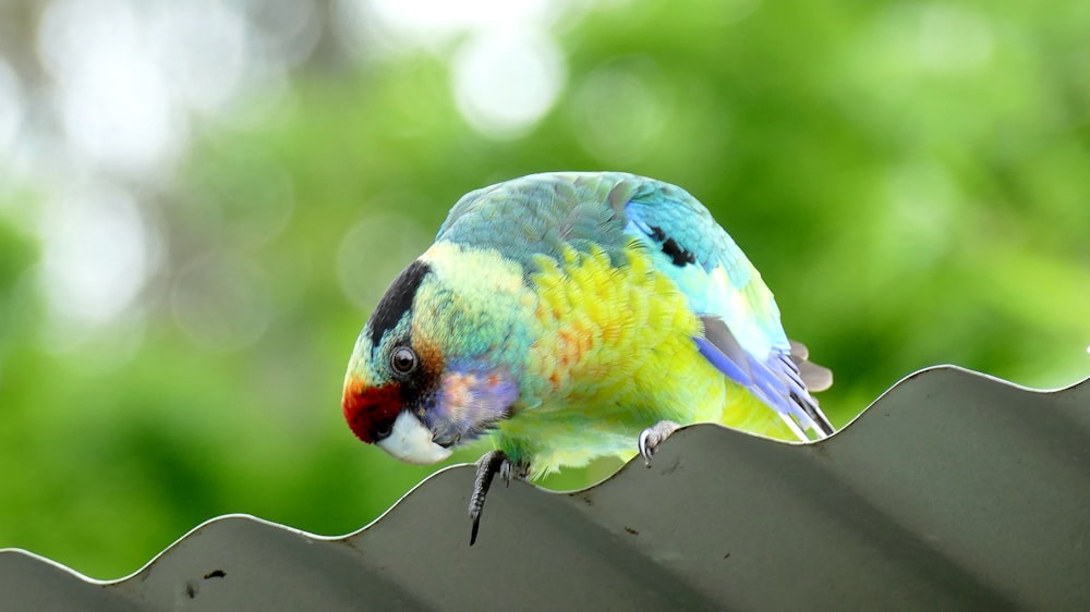 yellow and teal bird perching on steel sheet