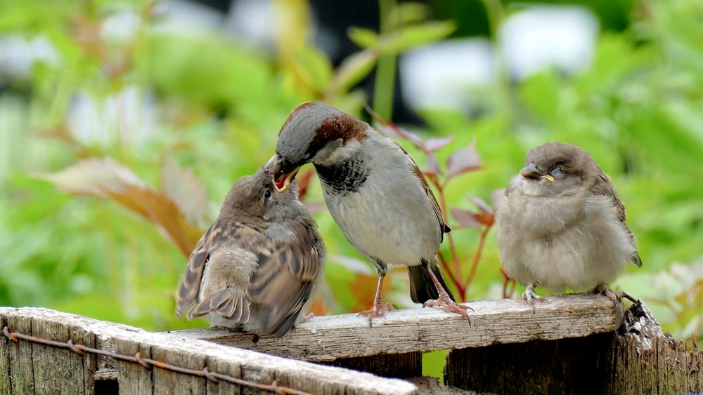 three gray birds standing on brown wooden lumber