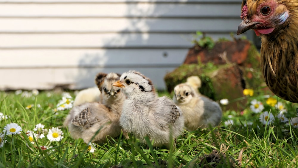 group of chicks