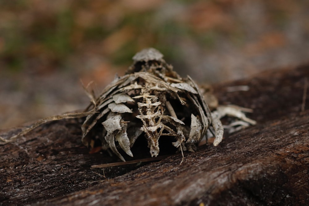 a close up of a bird's nest on a piece of wood