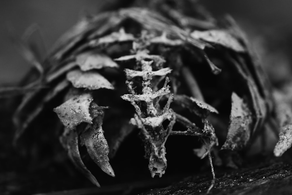 a black and white photo of a dying flower