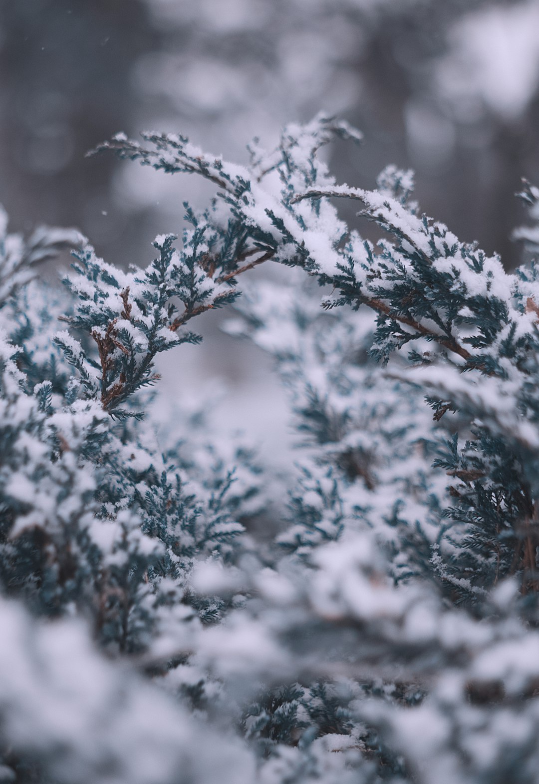 green leaves and snow