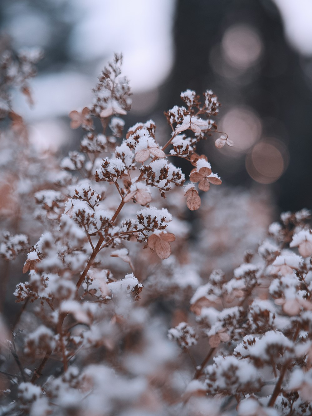 snow-covered brown leafed plant