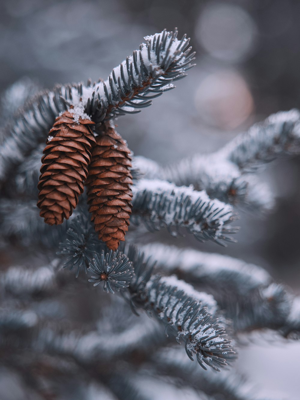 two brown pine cones