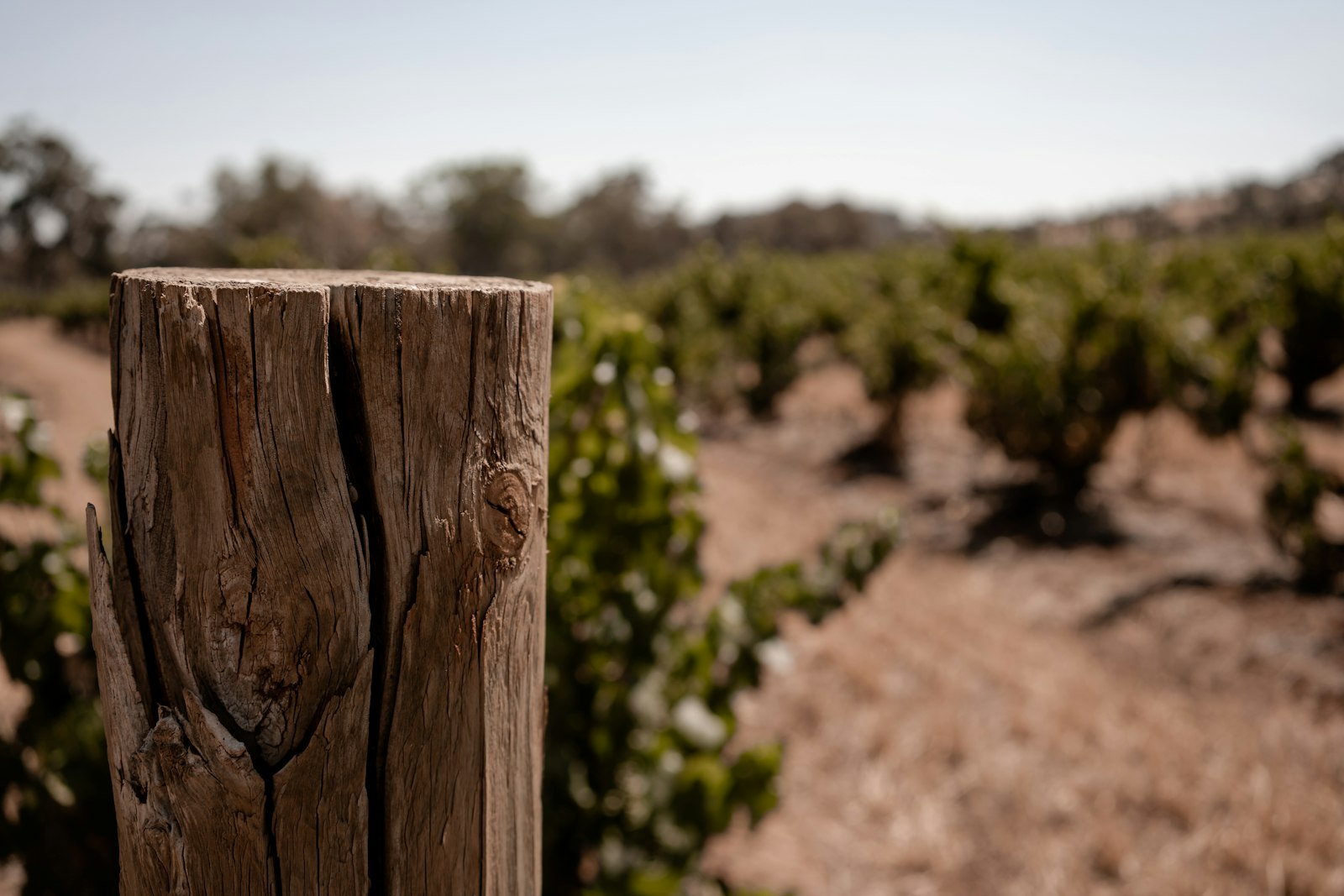 Viñedo de secano con suelo claro y cepas en primer plano
