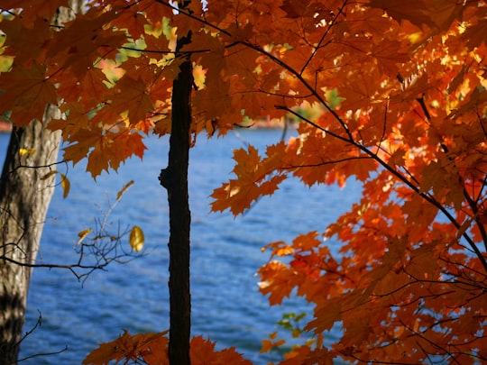 photo of Gatineau Northern hardwood forest near Notre-Dame Cathedral Basilica