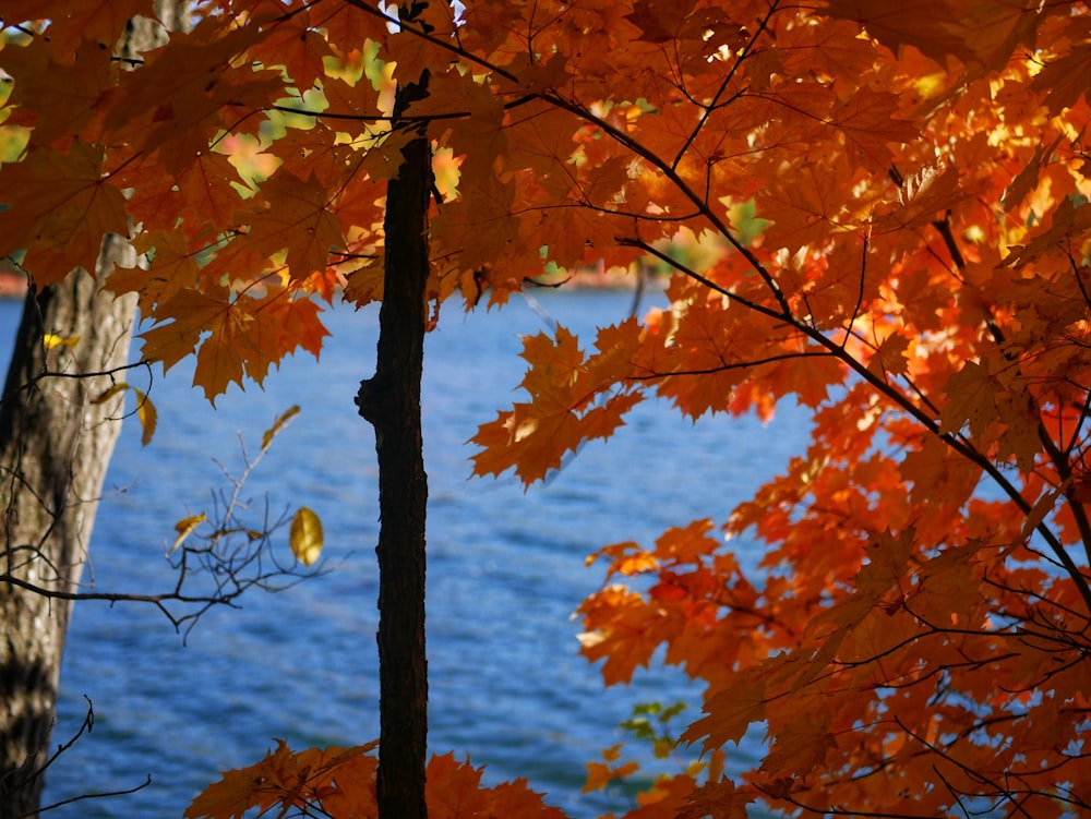 yellow leaf tree