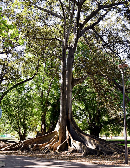 tall tree in Adelaide SA Australia