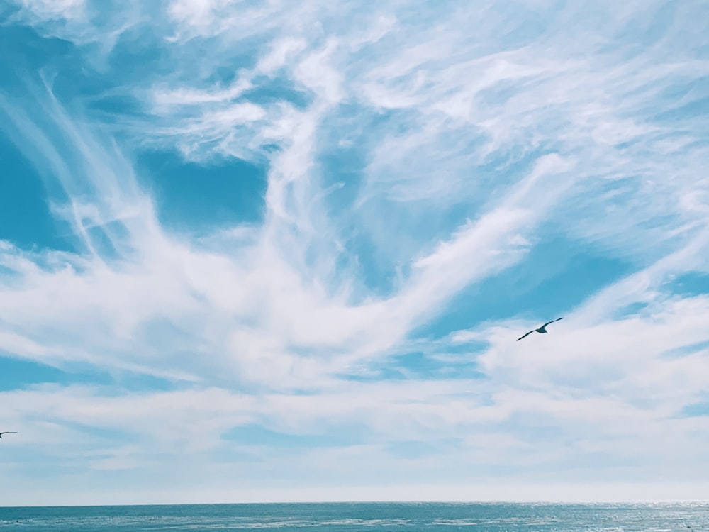 flying bird over the sea