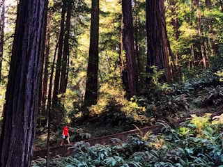 Hiker walking along a sun-dappled jungle path lined with towering trees and exotic plants.