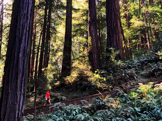 A determined walker striding confidently along a sunlit forest path, embodying focus and progress.
